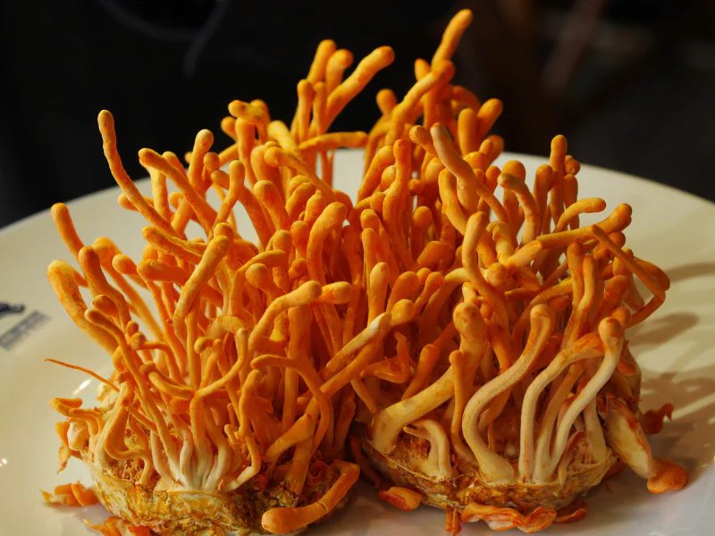 Cordyceps militaris frais de couleur orange vif