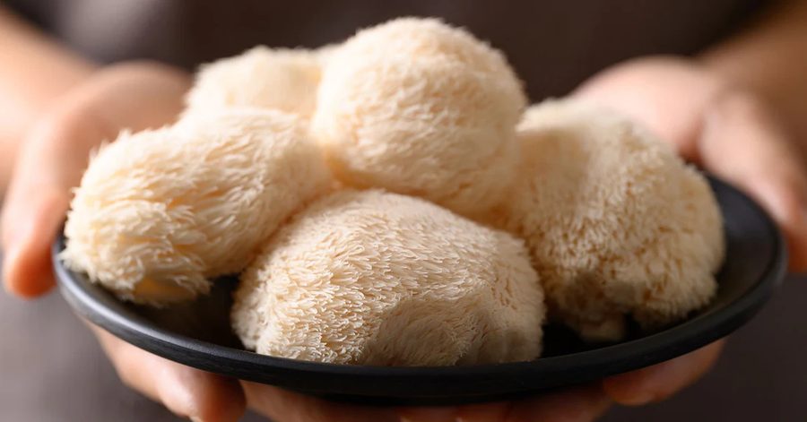 Lion's Mane frais dans un bol — ingrédient principal de Take a Mush