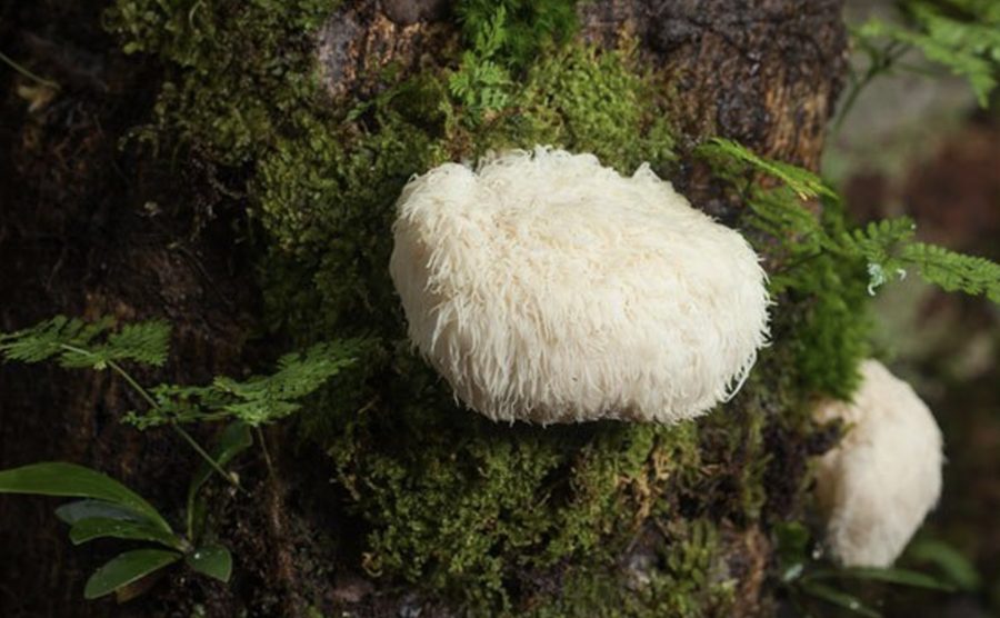 Lion's Mane (Crinière de Lion) poussant sur un tronc d'arbre en forêt